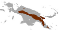 Eastern Long-beaked Echidna (Zaglossus bartoni)