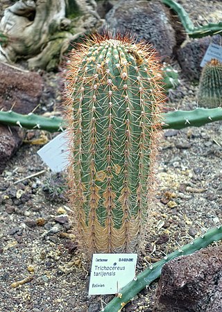 <i>Soehrensia tarijensis</i> Species of cactus