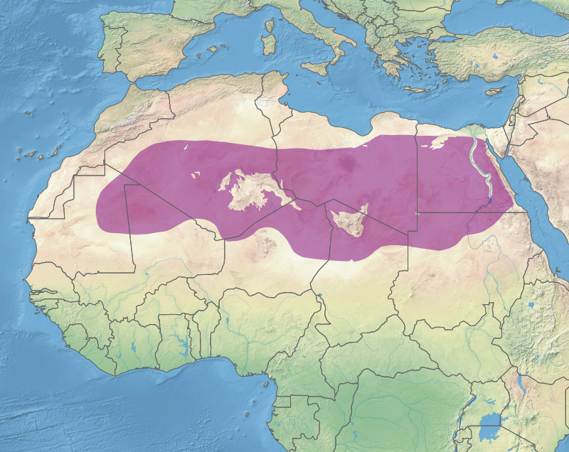 Couvrir le Sahara  de panneaux solaires et préserver les forêts : possible ?    Langfr-800px-Ecoregion_PA1327.svg