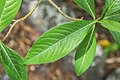 * Nomination Leaves of Edgeworthia gardneri in Christchurch Botanic Gardens in Christchurch, Canterbury Region, New Zealand. --Tournasol7 05:52, 4 May 2019 (UTC) * Promotion  SupportGood quality. --Manfred Kuzel 06:07, 4 May 2019 (UTC)