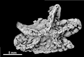 Beschreibung des Edrioasteroid.png-Bildes.