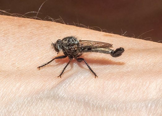 Efferia aestuans robber fly, Prospect Park