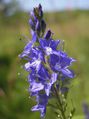 Brede ereprijs (Veronica austriaca subsp. teucrium)