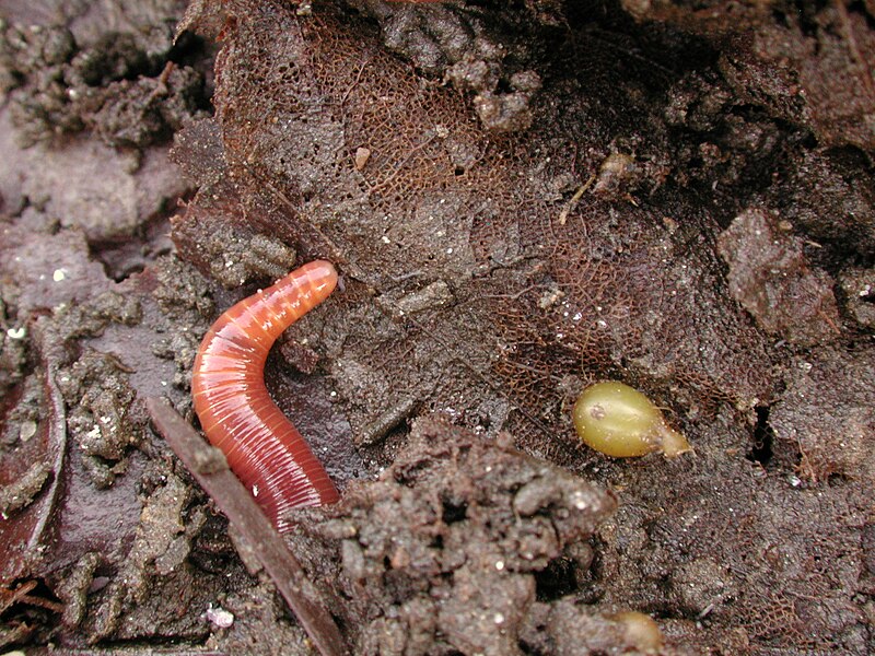 File:Eisenia fetida + cocon.JPG