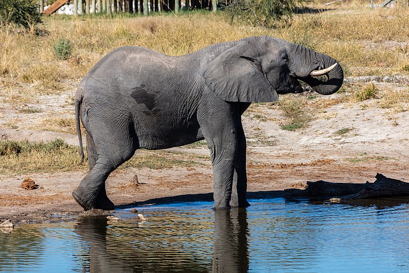 File:Elefante africano de sabana (Loxodonta africana), Elephant Sands, Botsuana, 2018-07-28, DD 112.jpg