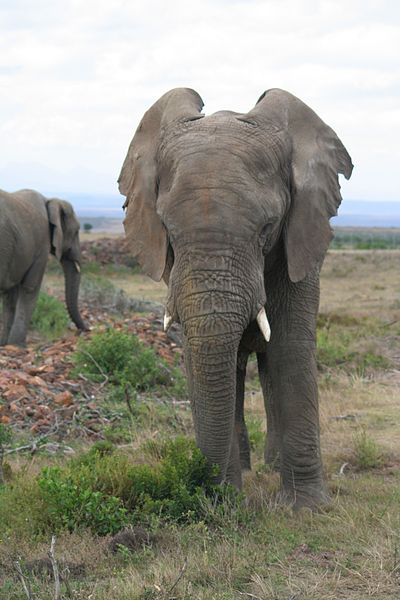 File:Elephant (6649530103).jpg