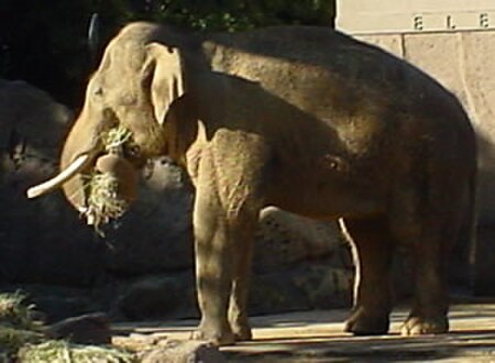 Gajah Asia