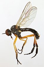 Thumbnail for Empis nigritarsis