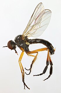 <i>Empis nigritarsis</i> Species of insect