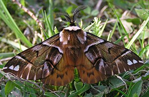 Endromis versicolora ♂