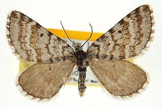 <i>Entephria lynda</i> Species of moth