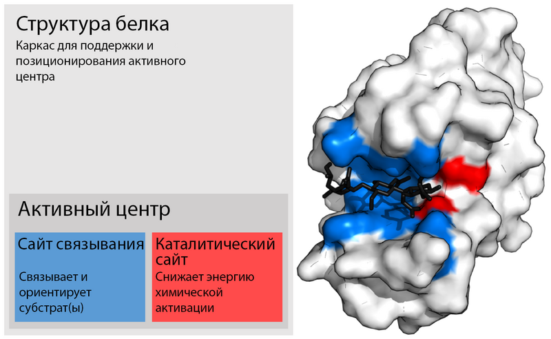 File:Enzyme structure(rus).png