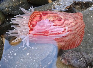 <i>Epiactis thompsoni</i> Species of sea anemone