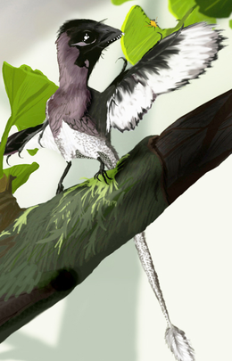 A Scansoriopteryx heilmanni rekonstrukciója