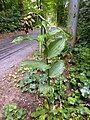 Epipactis helleborine Germany - Grötzingen