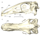 Reconstructed skull of the holotype in lateral (A) and dorsal (C) views