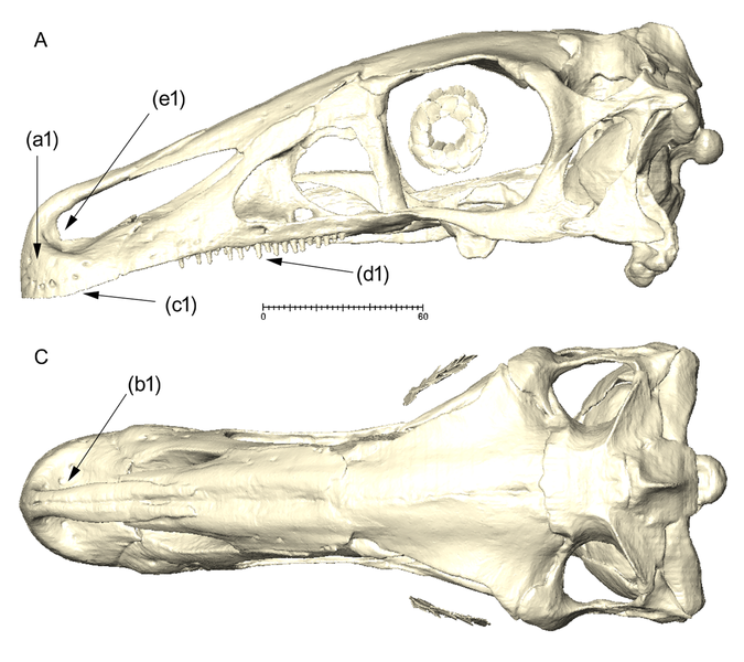 File:Erlikosaurus and Halszkaraptor skull (cropped).png