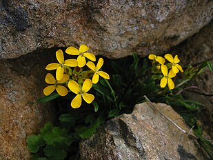 <center>Erysimum arenicola</center>