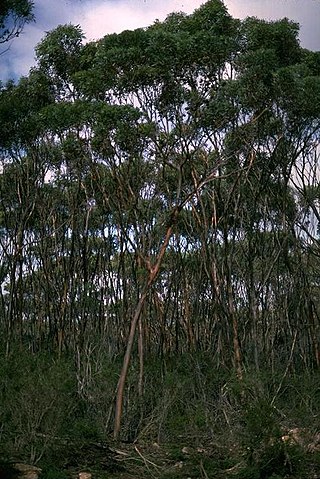 <i>Eucalyptus newbeyi</i> Species of eucalyptus