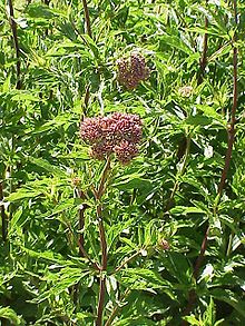 Eupatorium cannabinum0.jpg