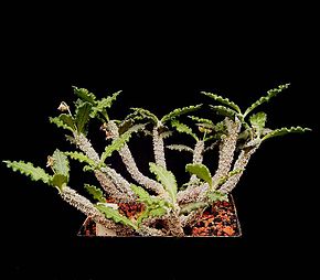 Descrizione dell'immagine Euphorbia ambovombensis1 ies.jpg.