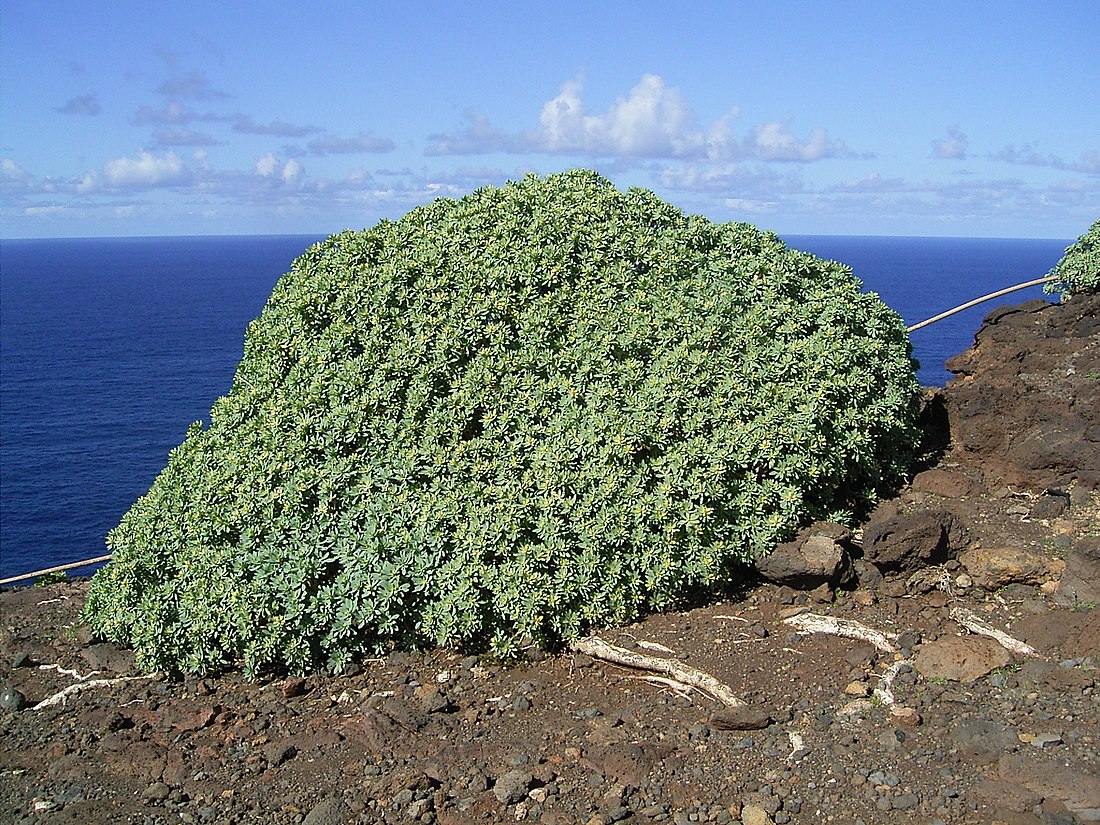 Euphorbia balsamifera