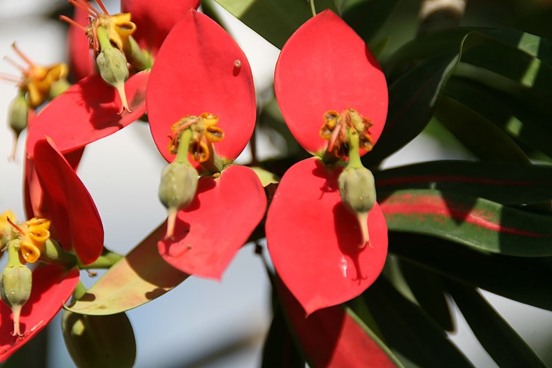 File:Euphorbia punicea 10zz.jpg