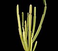 Euphorbia sipolisii