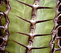 Euphorbia virosa 4 ies.jpg