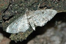 Eupithecia.indigata.jpg