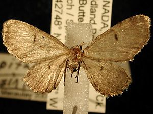 Eupithecia assimilata2.JPG