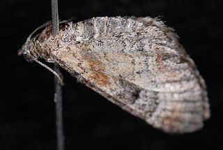 <i>Eupithecia johnstoni</i> Species of moth