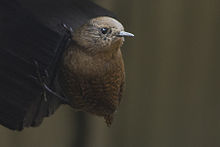 Eŭrazia Wren Lungthu Sikkim India 02.11.2014.jpg