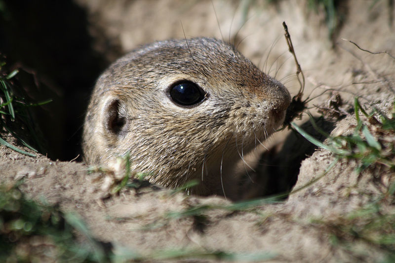 File:Europäischer Ziesel (Spermophilus citellus) Schloss Orth Nationalparkzentrum 5.jpg