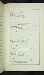 Category:Evolution of Life (1873) - Wikimedia Commons