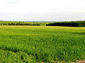 Farmland near East Hendred and West Ilsley - geograph.org.uk - 10259.jpg