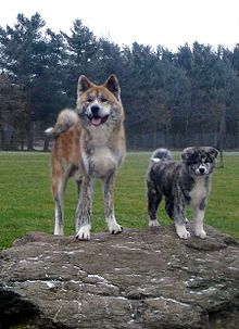 japanese akita husky