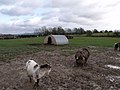 Field with pigs and goats, Spring Barn Farm, Kingston, East Sussex - geograph.org.uk - 1577911.jpg