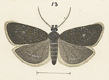 Fig 13 MA I437901 TePapa Plate-XL-The-butterflies full (cropped).jpg