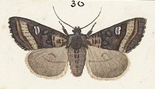 Illustration of a female M. asterope by George Hudson. Fig 30 MA I437607 TePapa Plate-VIII-The-butterflies full (cropped).jpg