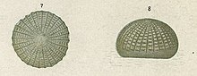 Illustration of egg of I. insignis Fig 7 & 8 Fontispiece The butterflies & moths of New Zealand (cropped).jpg