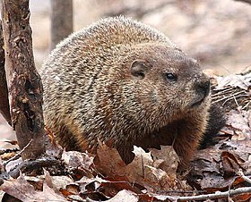 Filhote de marmota sibirica