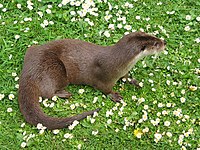 Europese otter