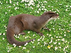 Loutre d'Europe (Lutra lutra)