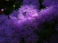 A purple flower (CAT).