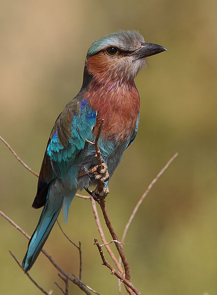 File:Flickr - Rainbirder - Lilac-breasted Roller (Coracias caudatus) (1).jpg