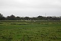 Flock of Sheep, Pevensey Levels - geograph.org.uk - 2219366.jpg