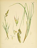 Thumbnail for Agrostis magellanica