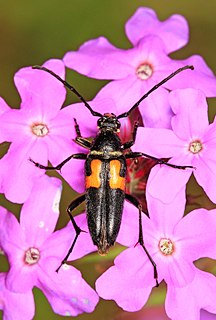 <i>Typocerus lunulatus</i> Species of beetle