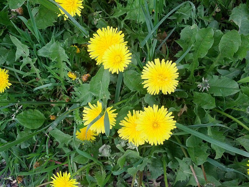 File:Flowers in Latvia IMG 20130528 124245 - Flickr - davispuh.jpg